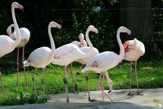 Rosaflamingo Zoo Vivarium Darmstadt 2019