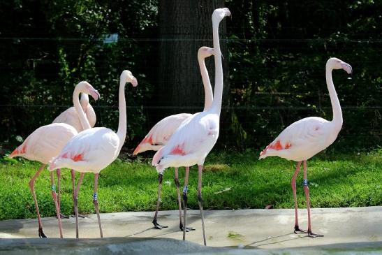 Rosaflamingo Zoo Vivarium Darmstadt 2019