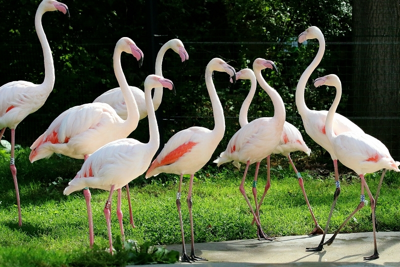 Rosaflamingo Zoo Vivarium Darmstadt 2019