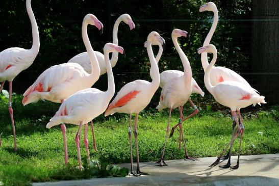 Rosaflamingo Zoo Vivarium Darmstadt 2019