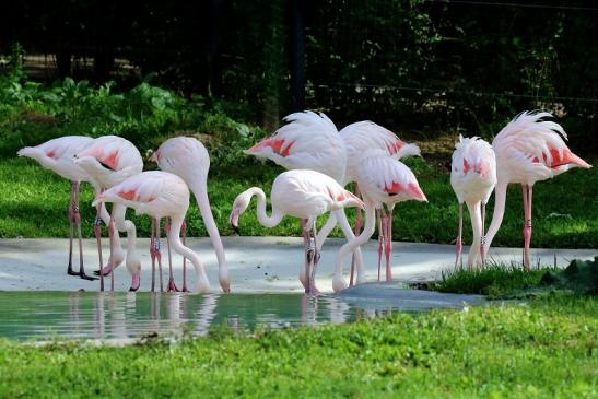 Rosaflamingo Zoo Vivarium Darmstadt 2019