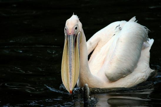 Rosapelikan Opel Zoo Kronberg 2015