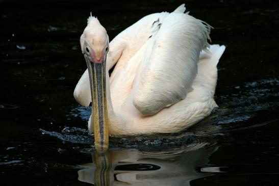 Rosapelikan Opel Zoo Kronberg 2015