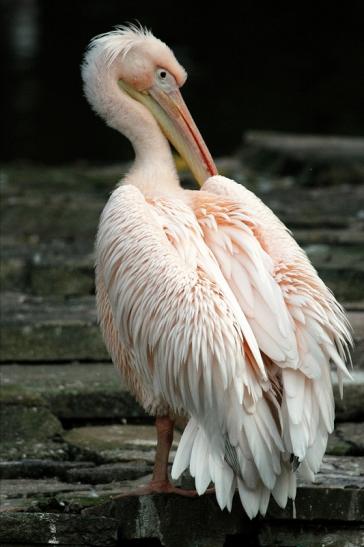 Rosapelikan Opel Zoo Kronberg 2015