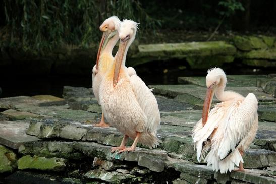 Rosapelikan Opel Zoo Kronberg 2015