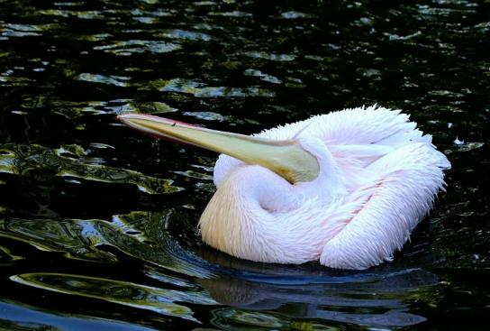 Rosapelikan Opel Zoo Kronberg 2015