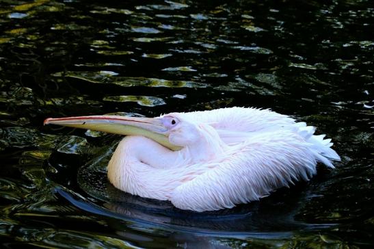 Rosapelikan Opel Zoo Kronberg 2015