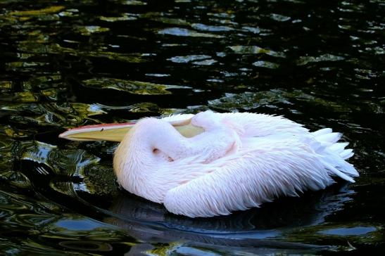 Rosapelikan Opel Zoo Kronberg 2015