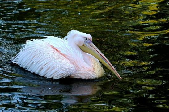 Rosapelikan Opel Zoo Kronberg 2015