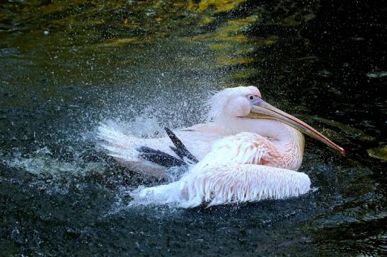 Rosapelikan Opel Zoo Kronberg 2015