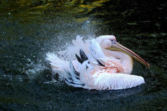 Rosapelikan Opel Zoo Kronberg 2015