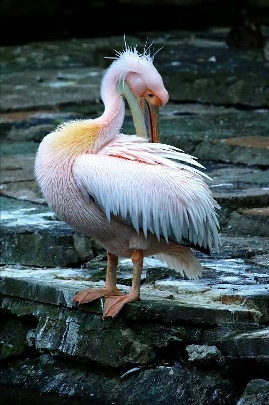 Rosapelikan Opel Zoo Kronberg 2015