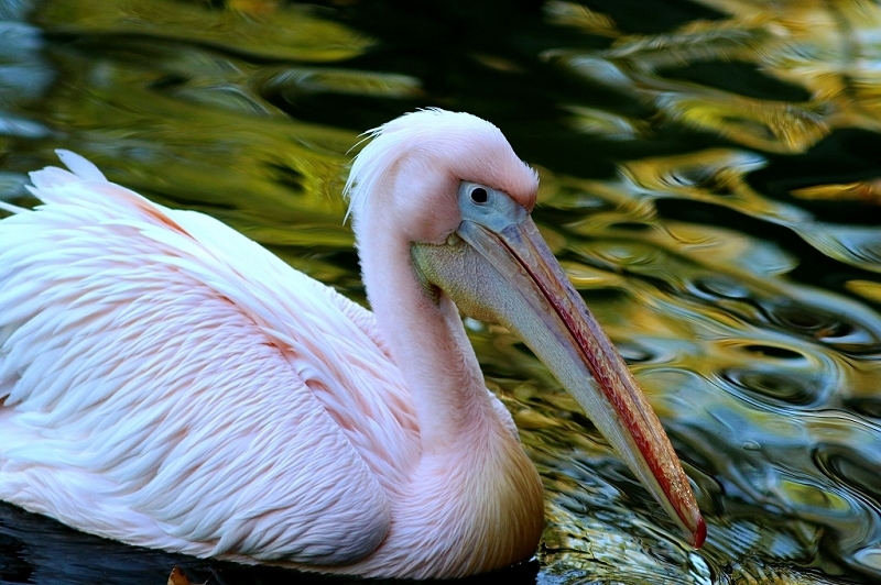 Rosapelikan Opel Zoo Kronberg 2015
