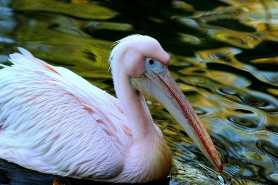 Rosapelikan Opel Zoo Kronberg 2015