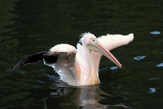 Rosapelikan Opel Zoo Kronberg 2015