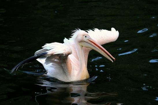 Rosapelikan Opel Zoo Kronberg 2015