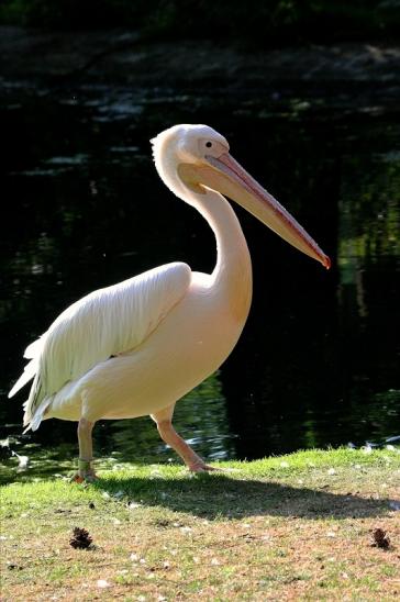 Rosapelikan Zoo Frankfurt am Main 2015