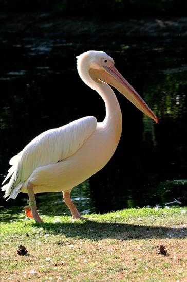 Rosapelikan Zoo Frankfurt am Main 2015