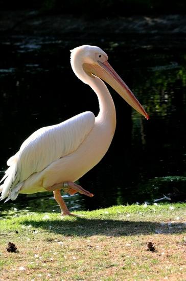 Rosapelikan Zoo Frankfurt am Main 2015