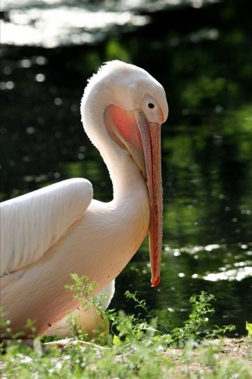 Rosapelikan Zoo Frankfurt am Main 2015