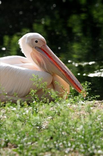 Rosapelikan Zoo Frankfurt am Main 2015