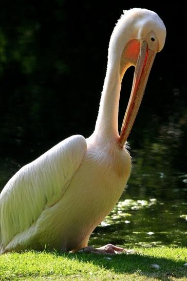 Rosapelikan Zoo Frankfurt am Main 2015