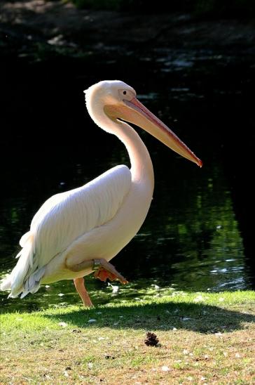 Rosapelikan Zoo Frankfurt am Main 2015