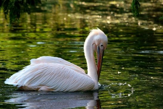 Rosapelikan Zoo Frankfurt am Main 2017