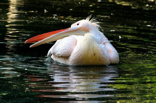 Rosapelikan Zoo Frankfurt am Main 2017