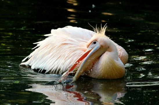 Rosapelikan Zoo Frankfurt am Main 2017