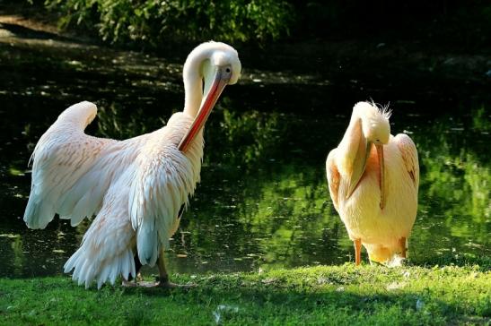 Rosapelikan Zoo Frankfurt am Main 2017