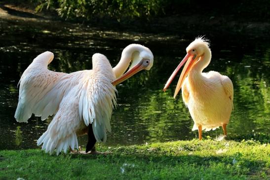 Rosapelikan Zoo Frankfurt am Main 2017