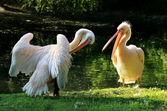 Rosapelikan Zoo Frankfurt am Main 2017