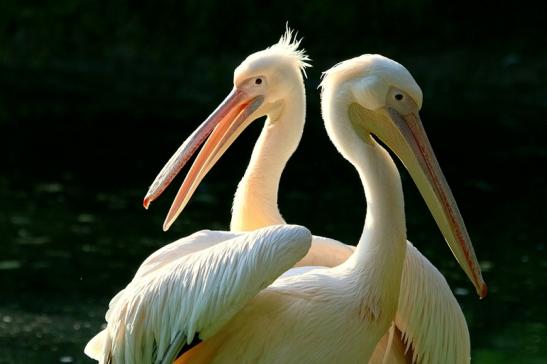 Rosapelikan Zoo Frankfurt am Main 2017