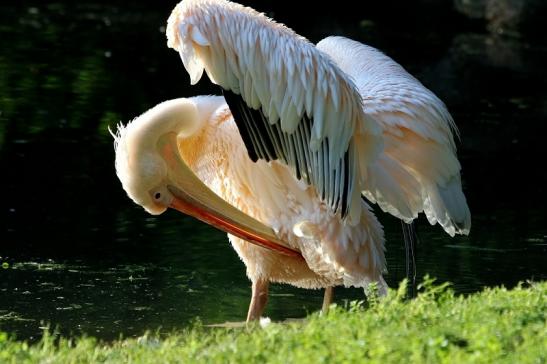 Rosapelikan Zoo Frankfurt am Main 2017