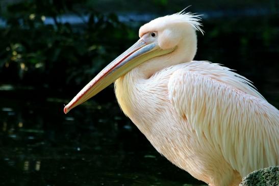 Rosapelikan Zoo Frankfurt am Main 2017