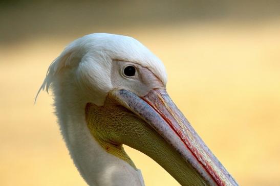 Rosapelikan Zoo Frankfurt am Main 2018