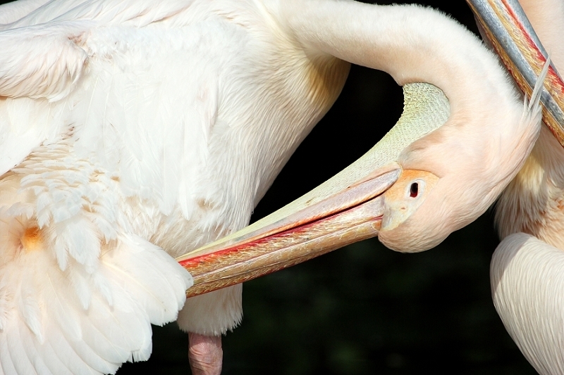 Rosapelikan Zoo Frankfurt am Main 2013