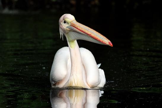 Rosapelikan Zoo Frankfurt am Main 2013