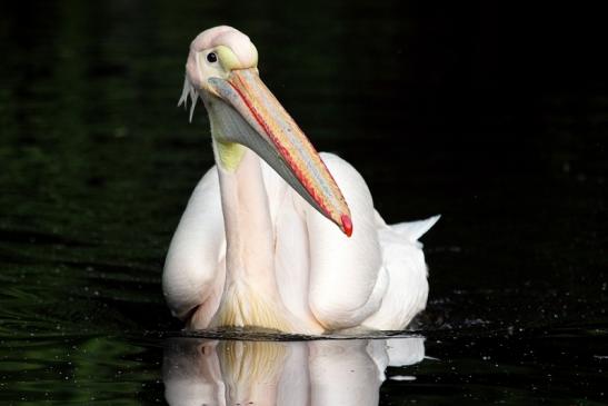 Rosapelikan Zoo Frankfurt am Main 2013