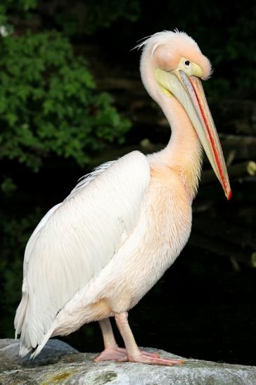 Rosapelikan Zoo Frankfurt am Main 2013