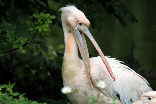 Rosapelikan Zoo Frankfurt am Main 2013