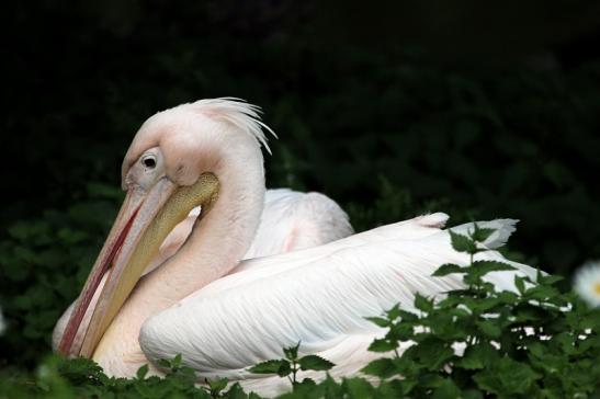 Rosapelikan Zoo Frankfurt am Main 2013