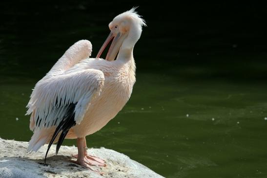 Rosapelikan Zoo Frankfurt am Main 2013