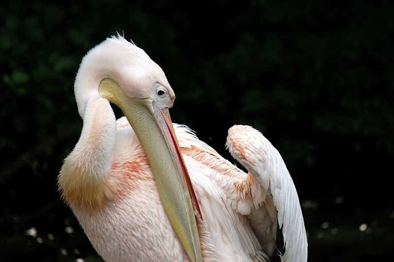 Rosapelikan Zoo Frankfurt am Main 2014