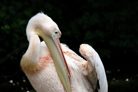 Rosapelikan Zoo Frankfurt am Main 2014