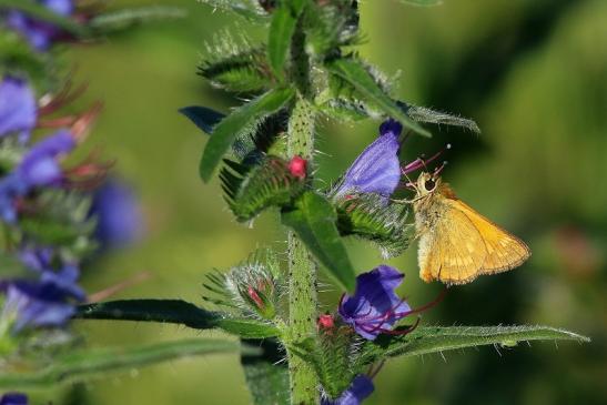 Rostfarbiger Dickkopffalter Wildpark Alte Fasanerie Klein Auheim 2017