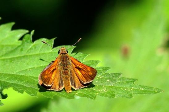 Rostfarbiger Dickkopffalter Wildpark Alte Fasanerie Klein Auheim 2018