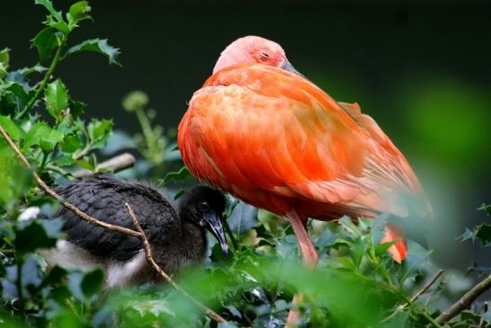 Roter Ibis mit Nachwuchs Zoo Frankfurt am Main 2017 VB