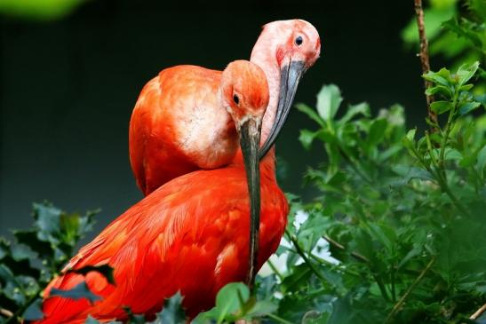 Roter Ibis mit Nachwuchs Zoo Frankfurt am Main 2017 VB